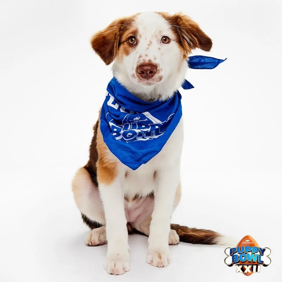 Alexandria rescue pup set to compete in 2026 Puppy Bowl